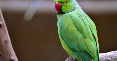 Parrot on the loose 'causes havoc' in Scottish city