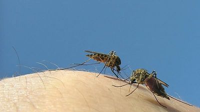 Good vs bad mosquito: What is Google's plan to fight deadly pest-borne diseases?