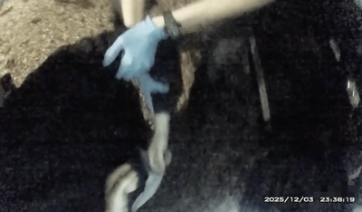'I can't breathe': Horrifying moment Henry Nowak begs for help after being stabbed and wrongly arrested over racism claim