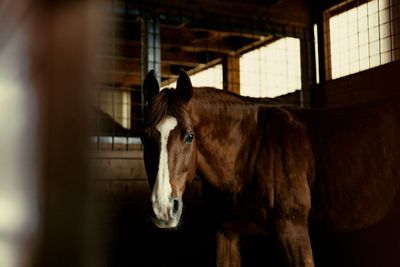 Teen Girl Allegedly Stabs 3 Horses During Las Vegas Barrel Race—In Custody for 'Willful Animal Torture'
