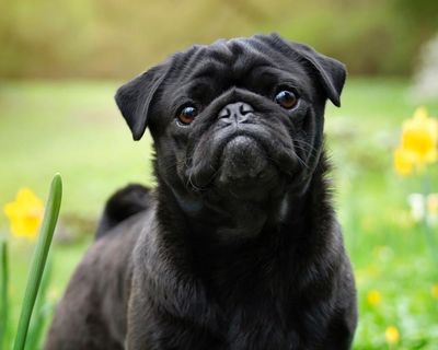 Vets welcome data indicating fall in UK popularity of flat-faced dog breeds