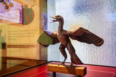 Chicago Fossil Exhibit Sparks False 'Pokémon' Leak Rumors Involving Archaeopteryx