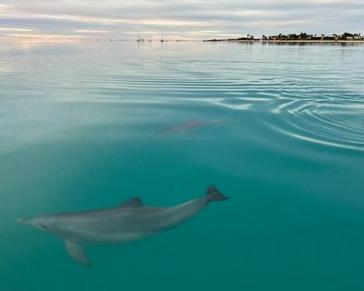 Female dolphins remember who is aggressive when choosing a mating partner, research shows