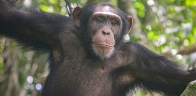 Why do male chimpanzees throw rocks at the same trees for more than a decade? We travelled to remote Guinea-Bissau to find out