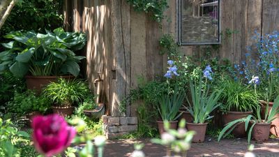 These 5 Gorgeous Container Plants Do More Than Look Good –They Help Repel Mosquitoes and Flies