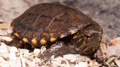 Arizona scrambles to save endangered turtles – their only home faces potential destruction from a Trump Administration plan