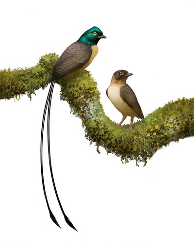 This 121-million-year-old bird had tail feathers twice its body length just to get a date