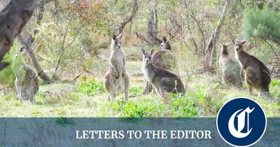 If the ACT government can afford to kill hundreds of kangaroos, why is it sacking staff?