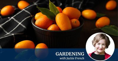 Cumquats: the small, sweet tree Canberra needs more of