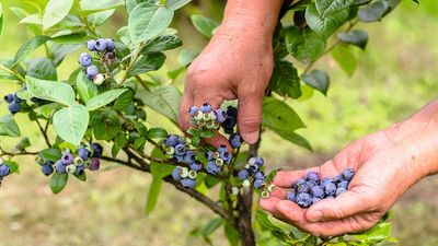 What to Do With a Blueberry Bush in June – 4 Key Jobs to Help Protect Your Delicious Harvest