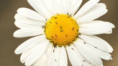 This tiny pest causes the biggest damage to your plants — here's how to stop thrips