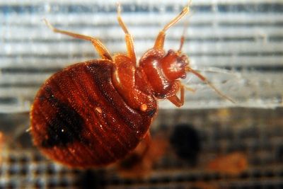 Trump administration office in charge of tracking pests keeps getting infested with bed bugs