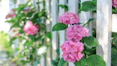 What Your Hydrangeas Really Need in June – Expert Tips For Healthy Plants And Long Lasting Blooms