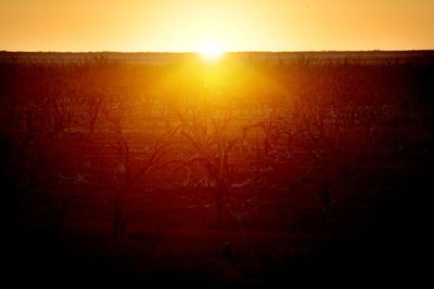 El Niño expected to develop in coming months, bringing hotter and drier weather to eastern Australia