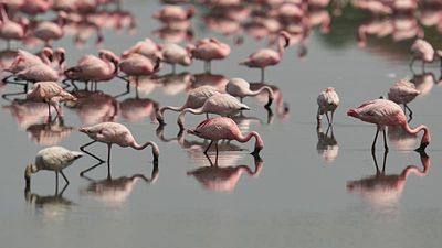 A flamboyance of flamingos flocks to Venice Lagoon thanks to EU wetlands restoration project