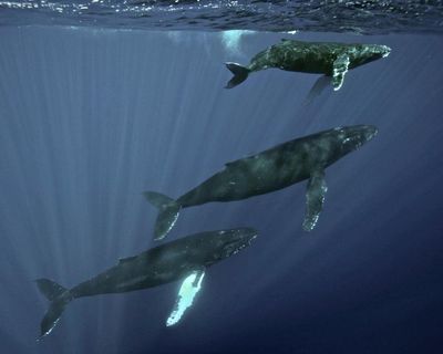 Specieswatch: Scientists trace haunting sea thrums to humpback whales
