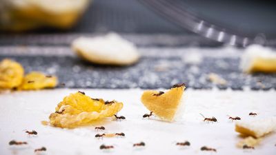Homeowners are being urged to follow ‘the kitchen sink rule’ to prevent ant infestations this summer
