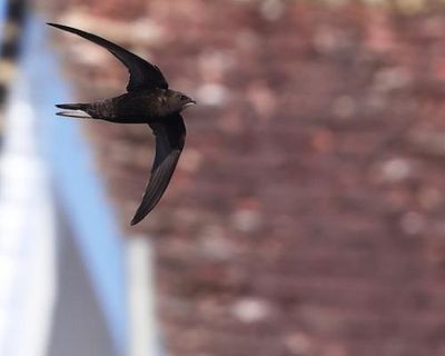 Noted swift nesting site destroyed by contractors in peak season