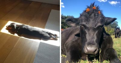 75 Incredibly Adorable Photos Of Animals Sunbathing That Might Heal Your Soul (New Pics)