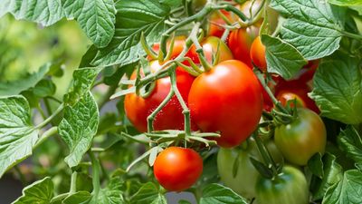 Gardening pros swear by this ingenious tomato-watering trick — try it for juicier, plumper tomatoes