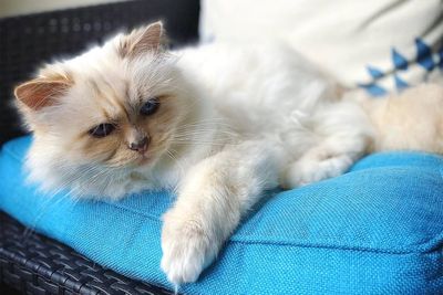 Karl Lagerfeld’s cat locked in an inheritance battle after being left with nothing