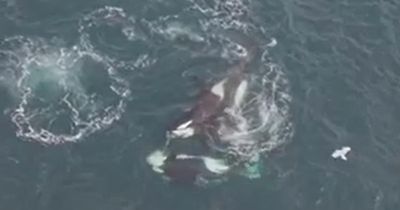 'Extraordinary' encounter as orcas filmed hunting dolphins off Scottish coast