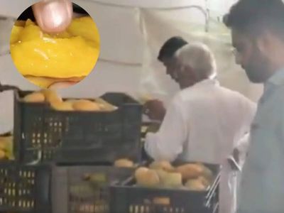 Love mangoes? Worm-infested, rotten mangoes meant for juice seized in Gujarat. Watch shocking video