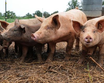 Antibiotics use in livestock could rise by a third in next 15 years, UN report warns