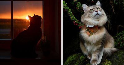 This Page Shares Cat Photos That Prove They’re Not Just Cute, But Truly Majestic (41 Pics)