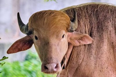 Albino buffalo nicknamed ‘Donald Trump’ draws huge crowds at Bangladesh zoo
