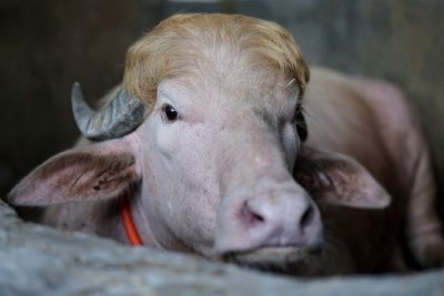 Albino buffalo nicknamed ‘Donald Trump’ becomes Bangladesh zoo star
