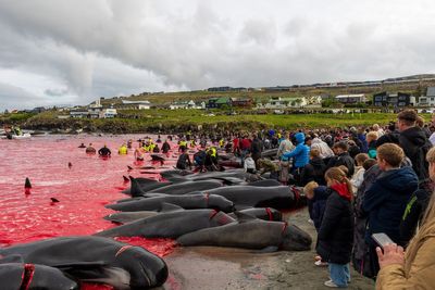 Hundreds of whales slaughtered in Faroe Islands as annual cull turns sea blood red
