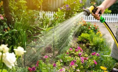 The Summer Gardening Mistake That Kills More Plants Than Heat