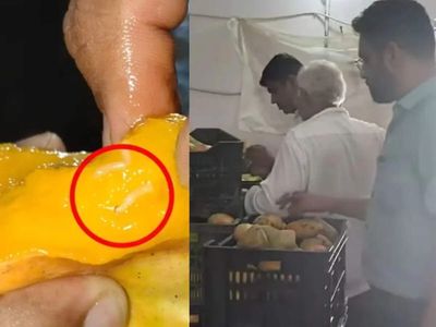 Rotten, worm-infested and covered in fungus: What could happen to your body if you accidentally drink juice made from such mangoes?