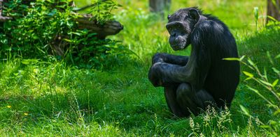 Great apes: what we know about their cognition, cooperation and curiosity after two decades of research