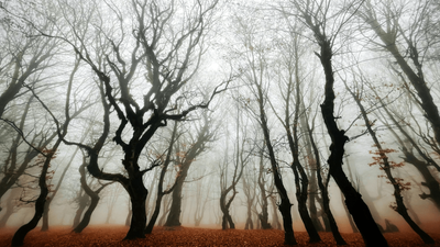 Romanian Man Goes into the Appalachia of Europe. Something Wanted Him to ‘Come Back Alone’