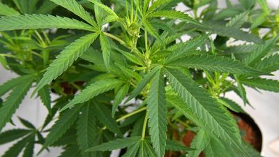 World-first for drivers who use medicinal cannabis