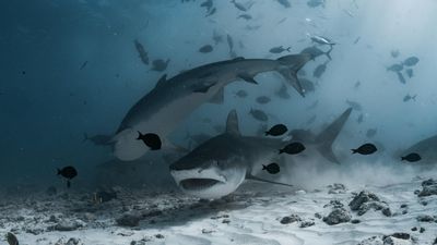 Shark encounter leaves an 11-year-old without a limb. The person with him says the child kept repeating one thing: don’t let me die