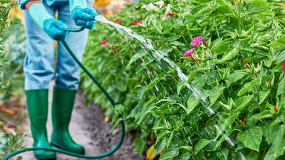 I let Google AI help me transform my garden this year — 5 tips that actually worked