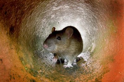 Rat infestation in IRS building leads to staff sitting on their desks, report says: ‘Falling out of ceilings’