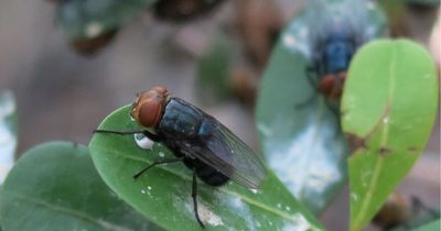 US Agriculture Threat: Flesh-Eating Screwworm Warning Shows It Could Devastate Live Stocks