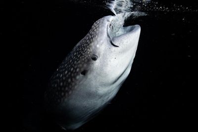 Underwater wonders in focus at BACC