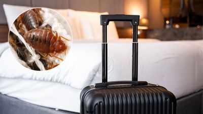 This $2 household staple stops bed bugs ruining your vacation and is small enough to fit in your carry-on