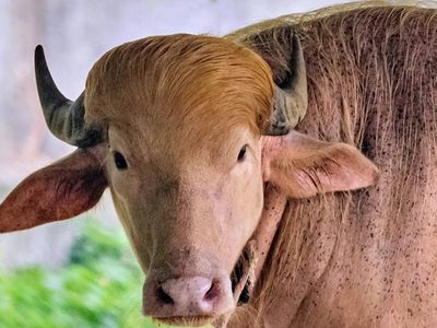 Buffalo named Donald Trump for his golden locks is a sensation at a Bangladesh zoo