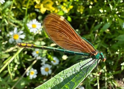 Country diary: A close-up view of a shimmering beauty