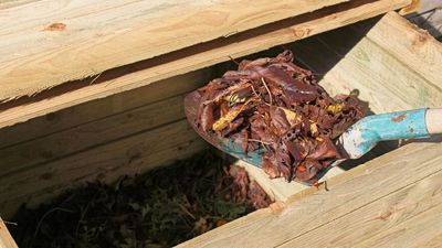 Gardeners are being urged to use an overlooked kitchen scrap in their compost — and it’s not eggshells