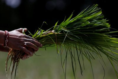 Dry weather disrupting Asian agriculture