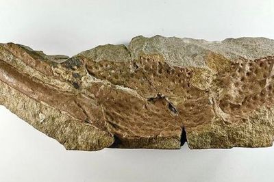 Scientists discover metre-long scorpions roamed ancient England
