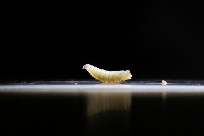 Trump admin races to stop flesh-eating fly after first Texas case since 1966