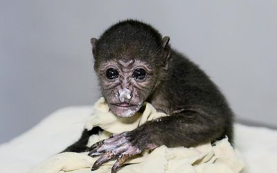 ‘To them a power line is a line of trees’: Costa Rica moves to protect howler monkeys from electrocution